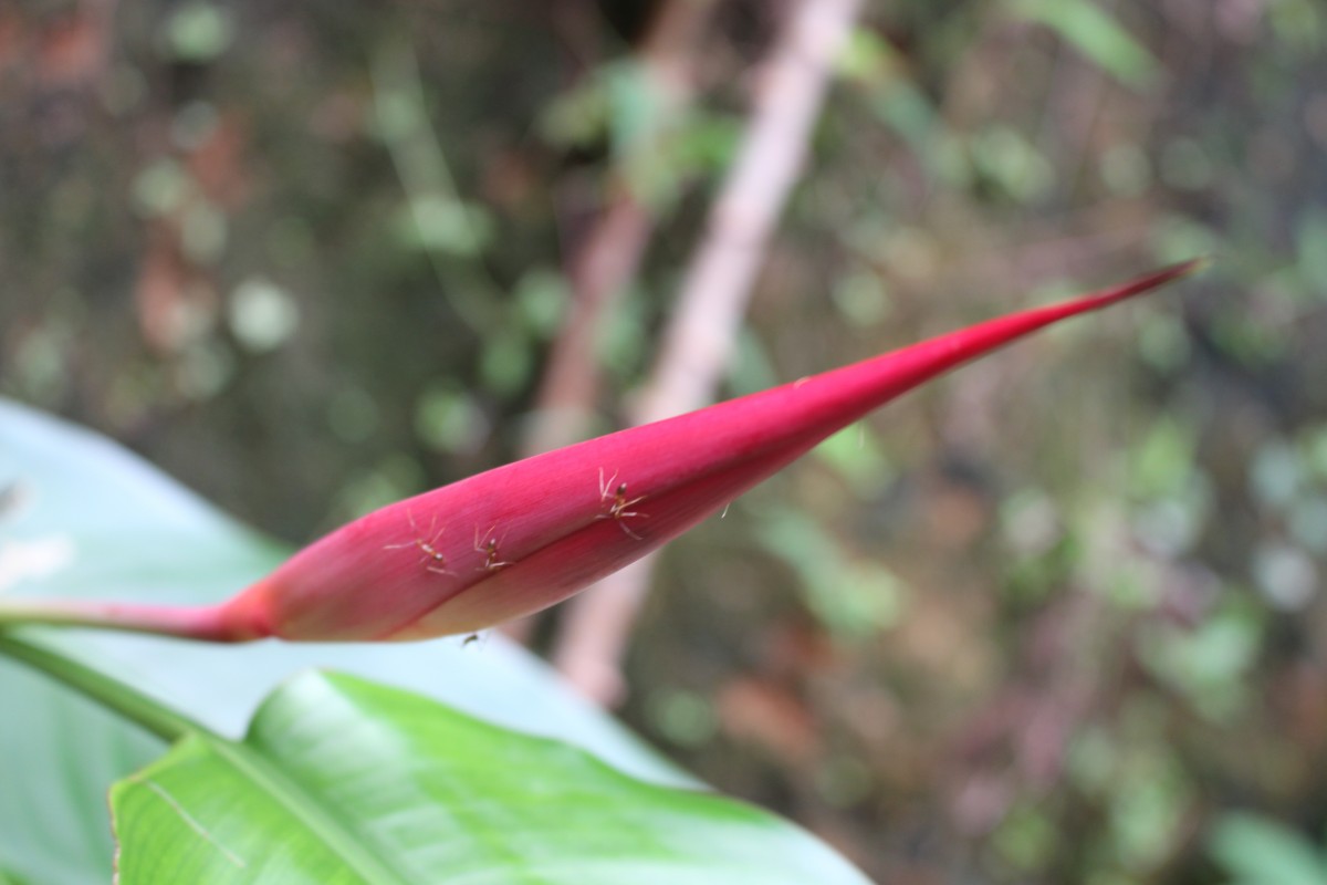 Heliconia psittacorum L.f.